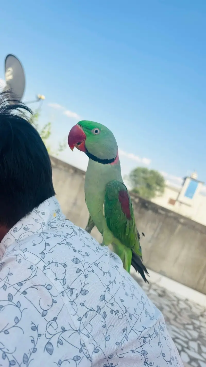 raw parrot male — photo 4
