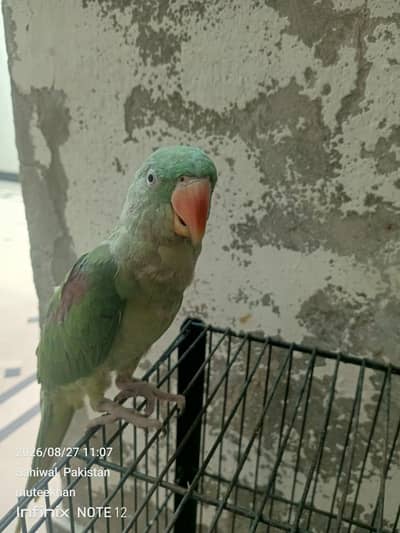 Male Raw Parrot  (No. 03016527109)