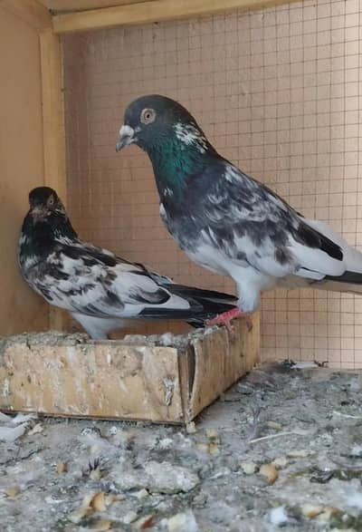 High flyer and breeder pigeons for sale