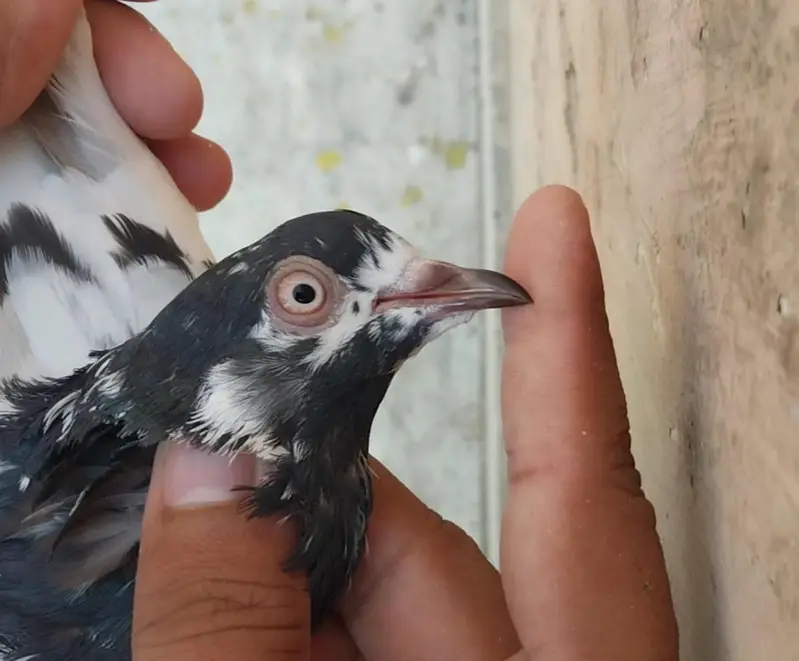 High flyer and breeder pigeons for sale — photo 2
