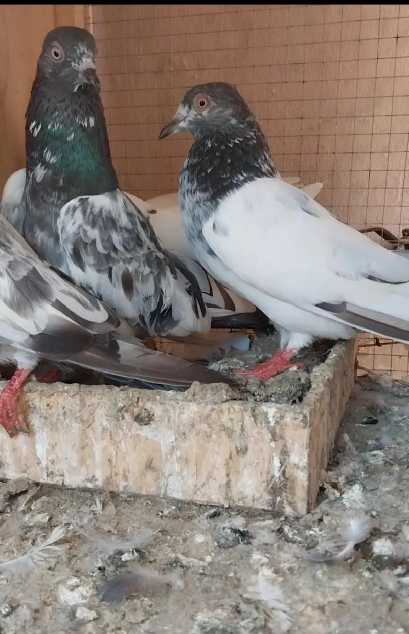 High flyer and breeder pigeons for sale — photo 3
