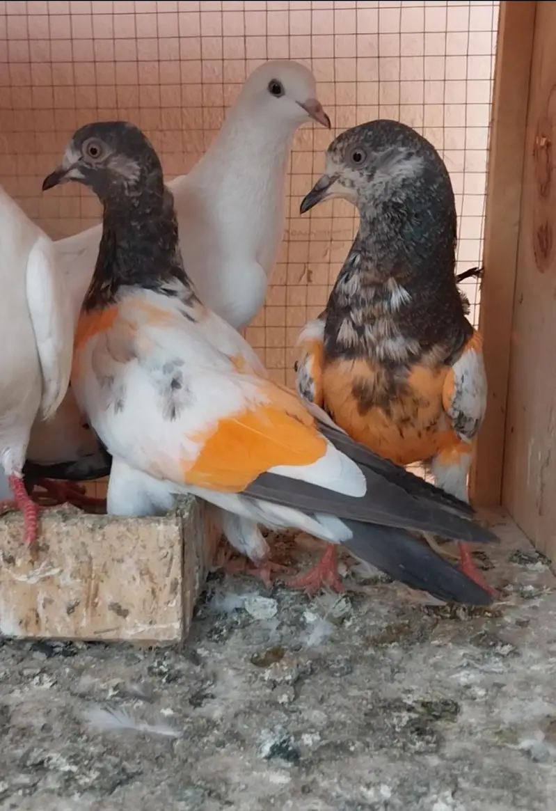 High flyer and breeder pigeons for sale — photo 4