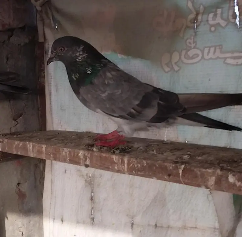 High flyer and breeder pigeons for sale — photo 5
