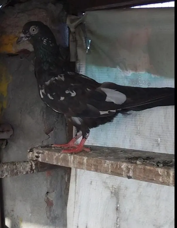 High flyer and breeder pigeons for sale — photo 6