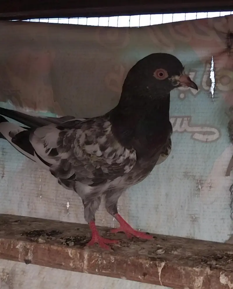 High flyer and breeder pigeons for sale — photo 7