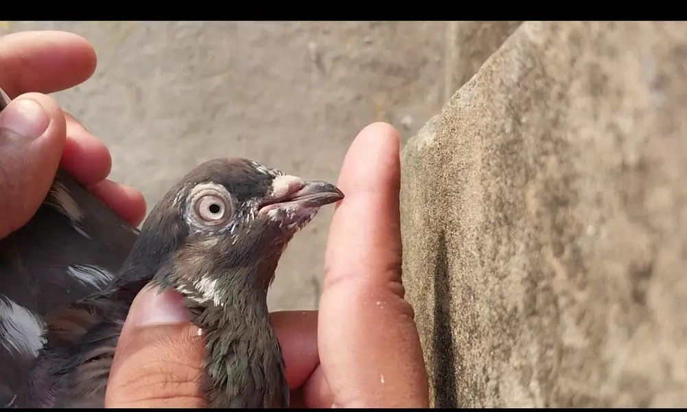 High flyer and breeder pigeons for sale — photo 8