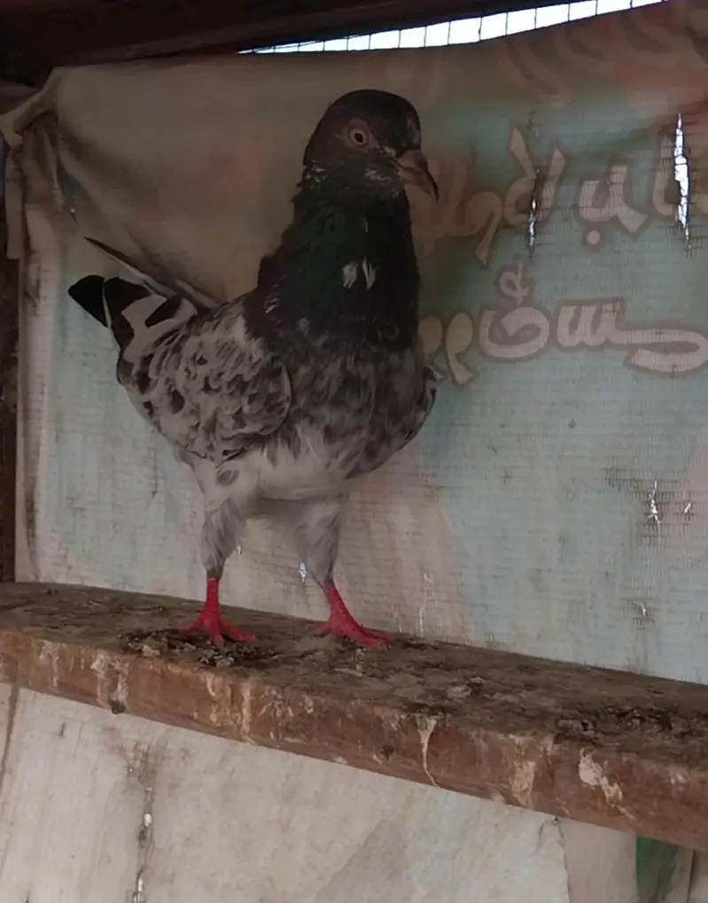 High flyer and breeder pigeons for sale — photo 9