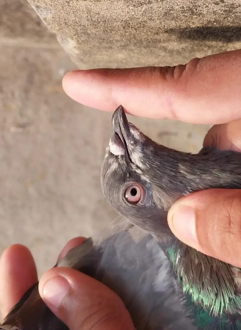 High flyer and breeder pigeons for sale — photo 10