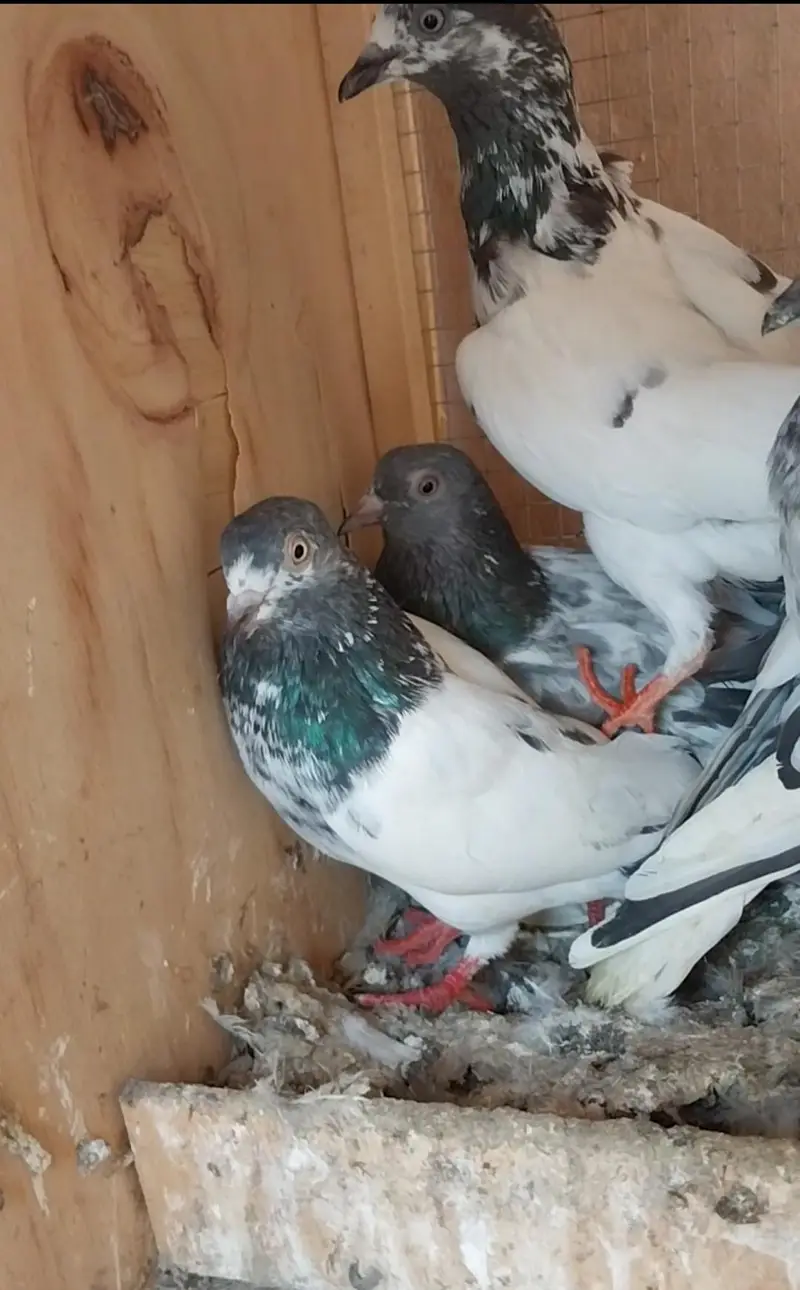 High flyer and breeder pigeons for sale — photo 11