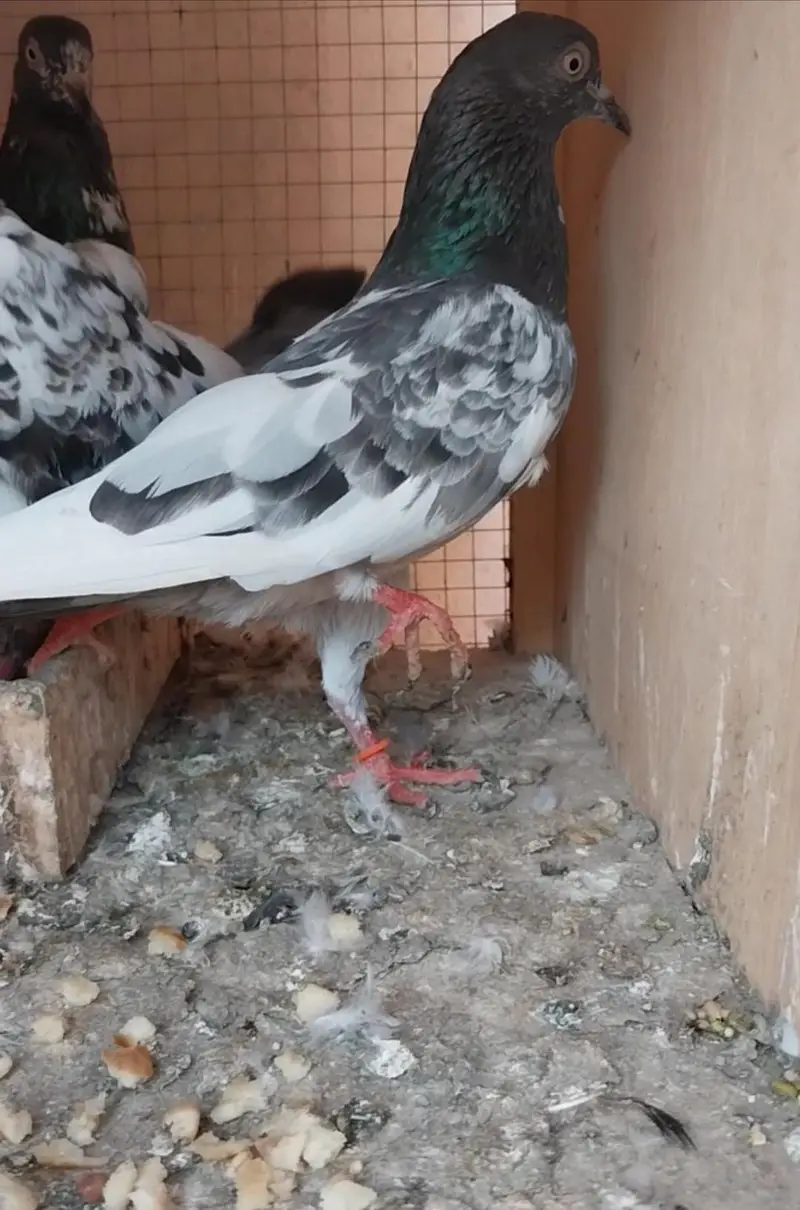 High flyer and breeder pigeons for sale — photo 12