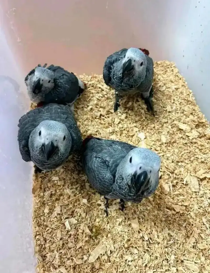 African grey parrot chicks for sale (03496497174) — photo 2