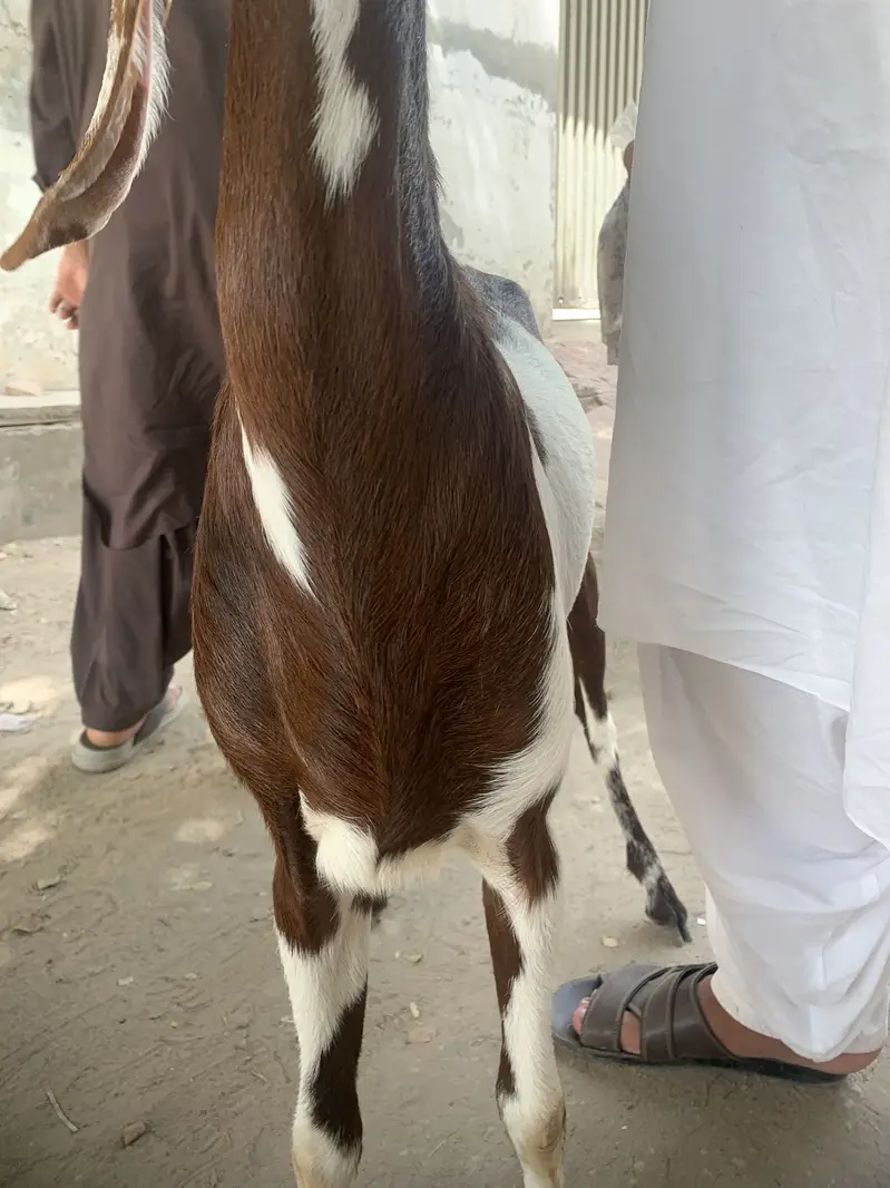 Muhammadpuri path — photo 3