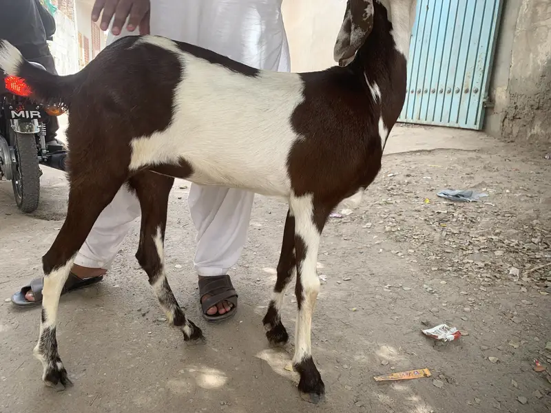 Muhammadpuri path — photo 4