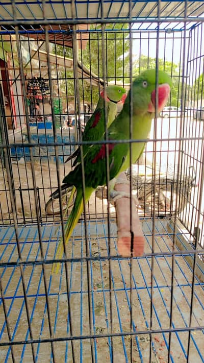 Kashmiri raw breeder pair