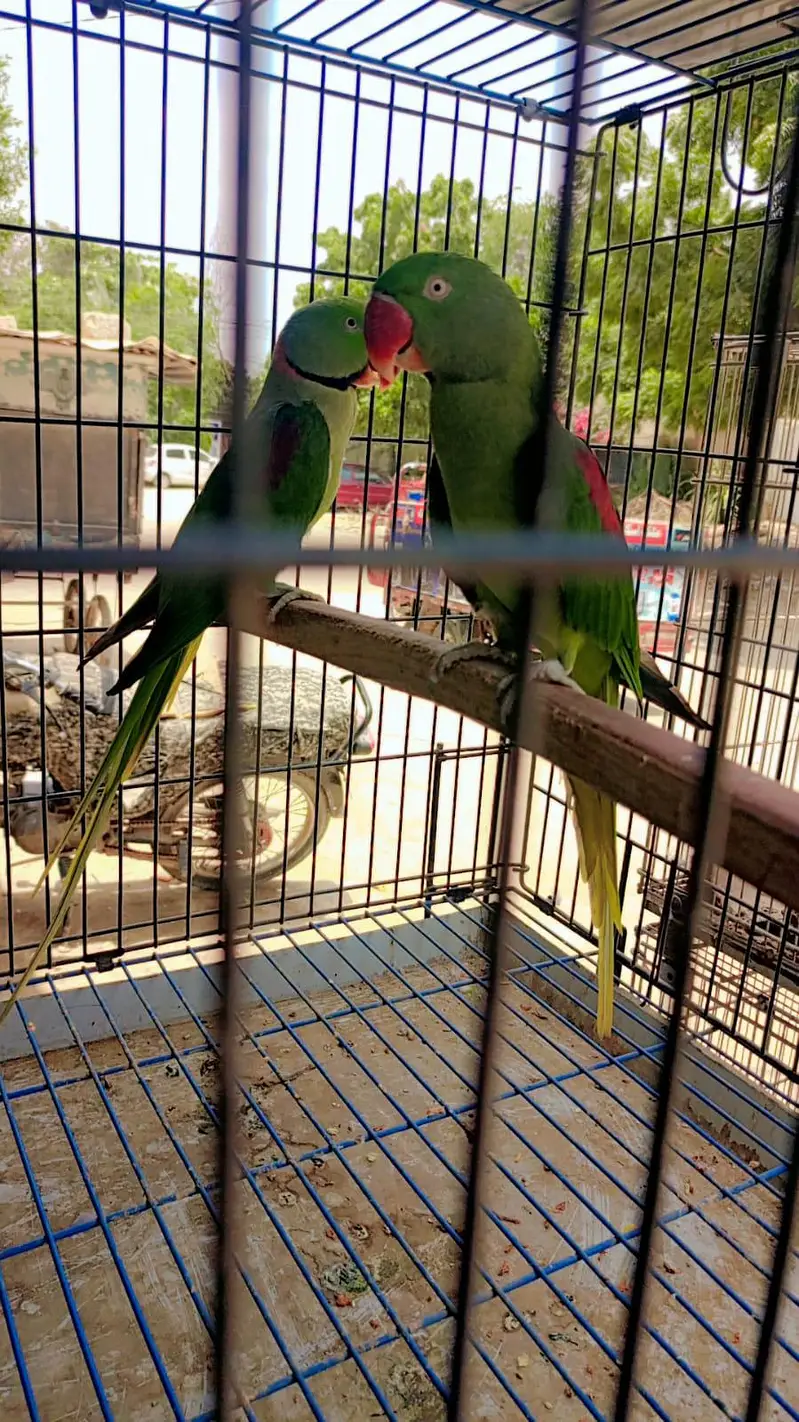 Kashmiri raw breeder pair — photo 2