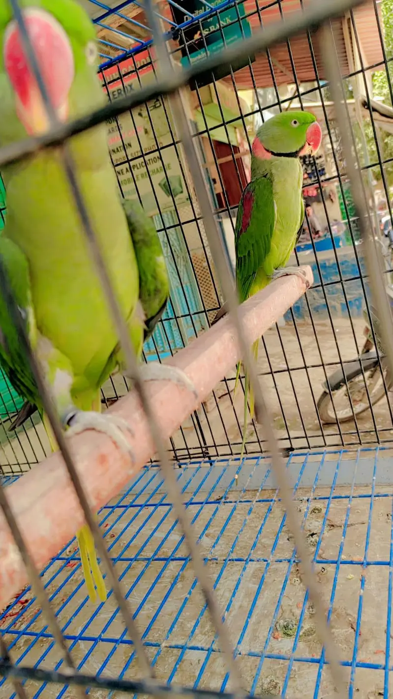 Kashmiri raw breeder pair — photo 3