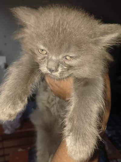 Persian kittens