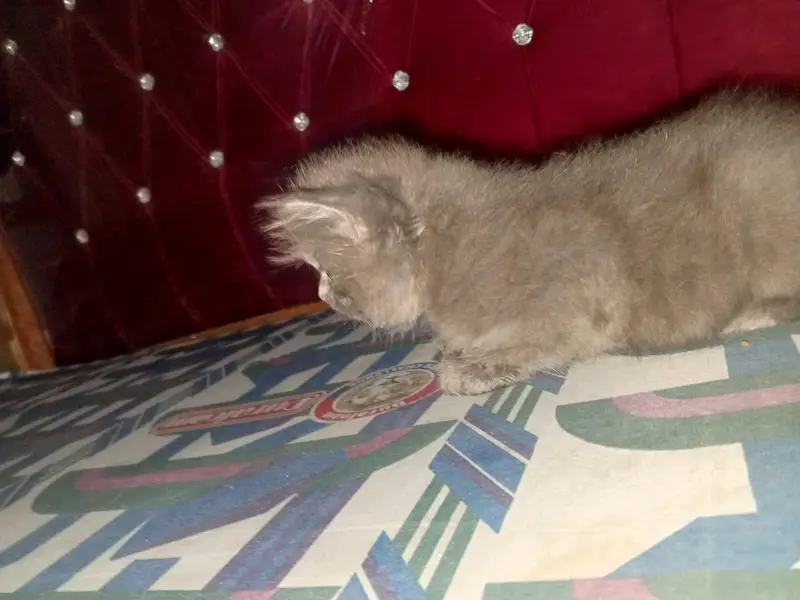Persian kittens — photo 2