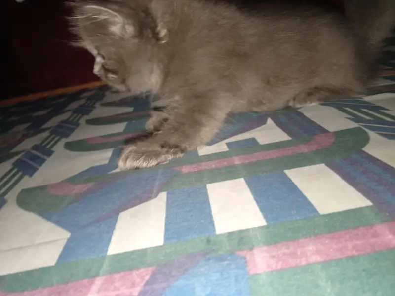 Persian kittens — photo 3