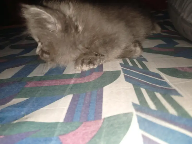 Persian kittens — photo 4