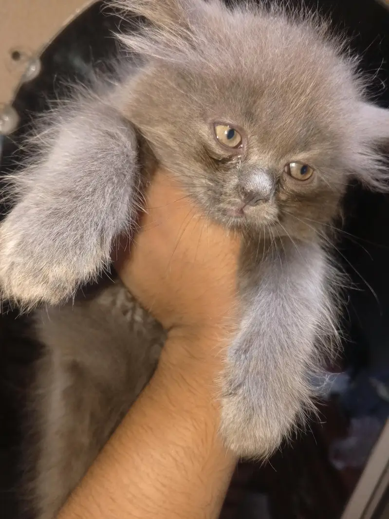 Persian kittens — photo 5