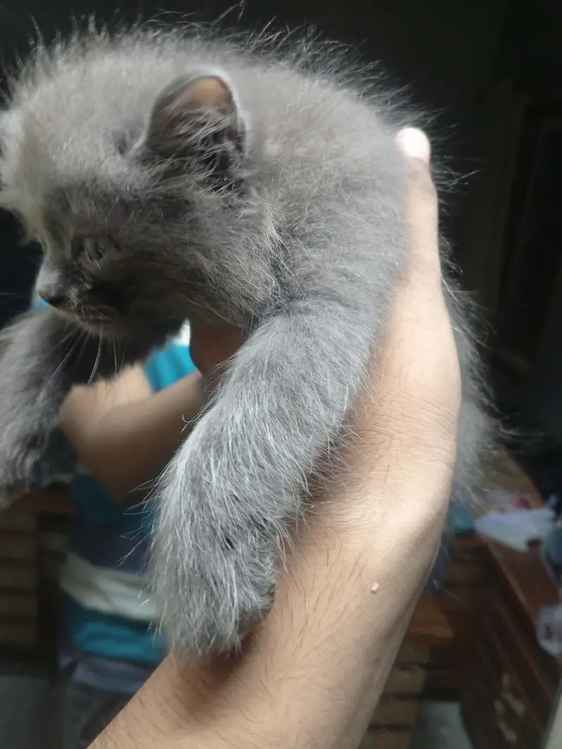 Persian kittens — photo 6