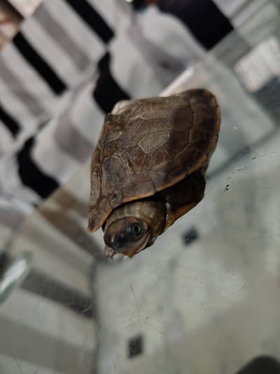 Turtle pair