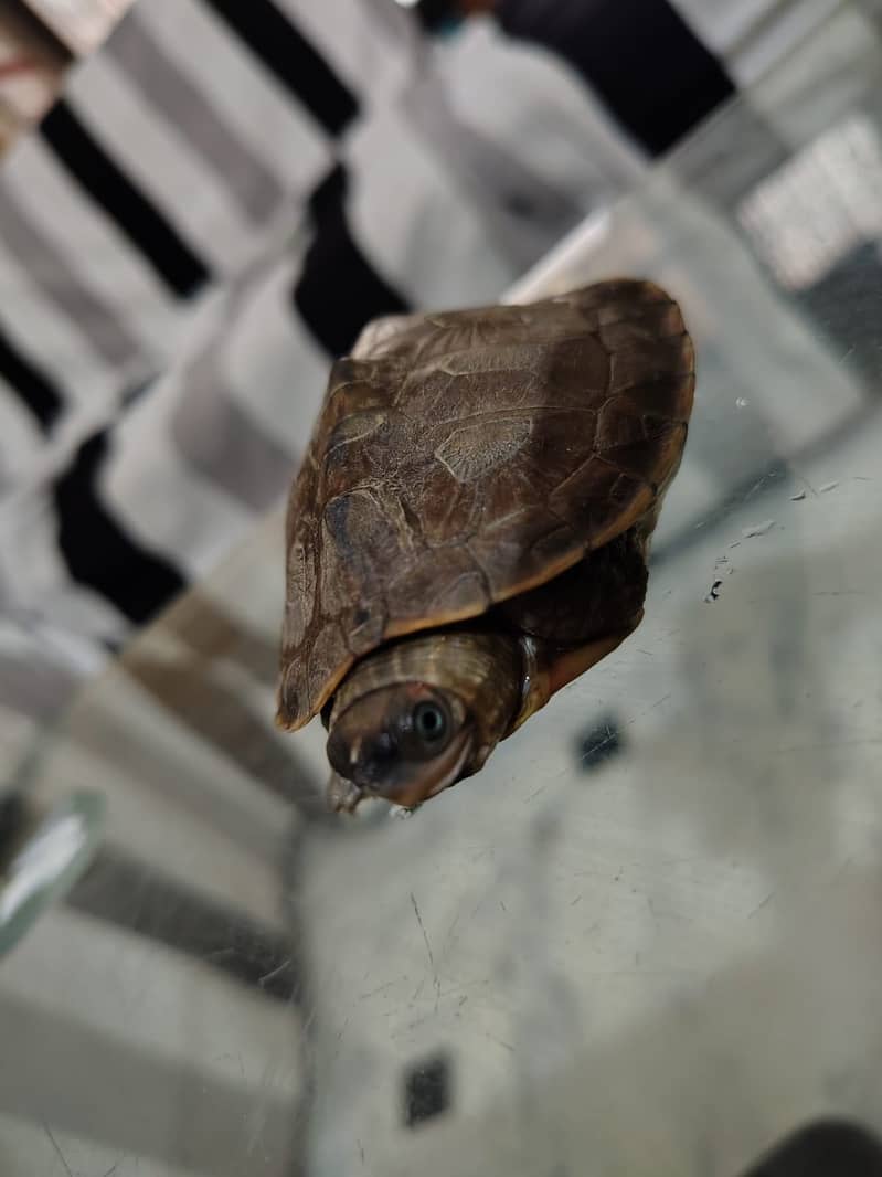 Turtle pair 0