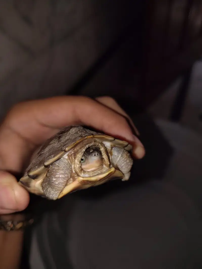Turtle pair — photo 2