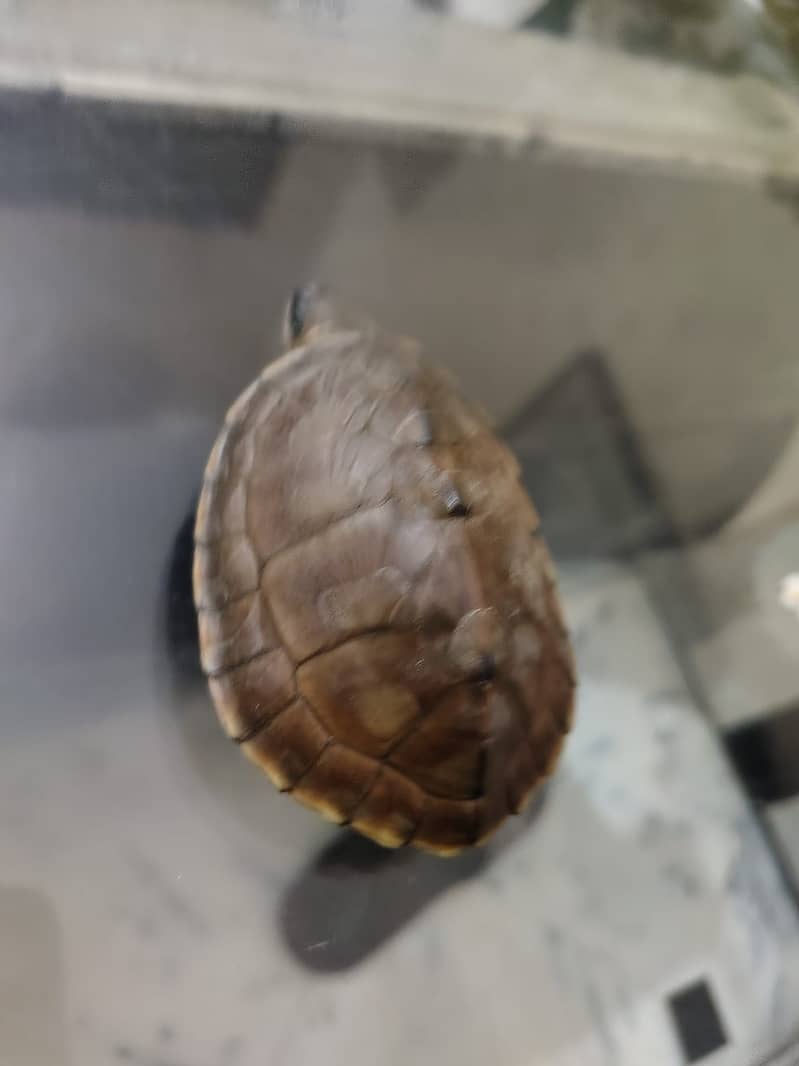 Turtle pair 2