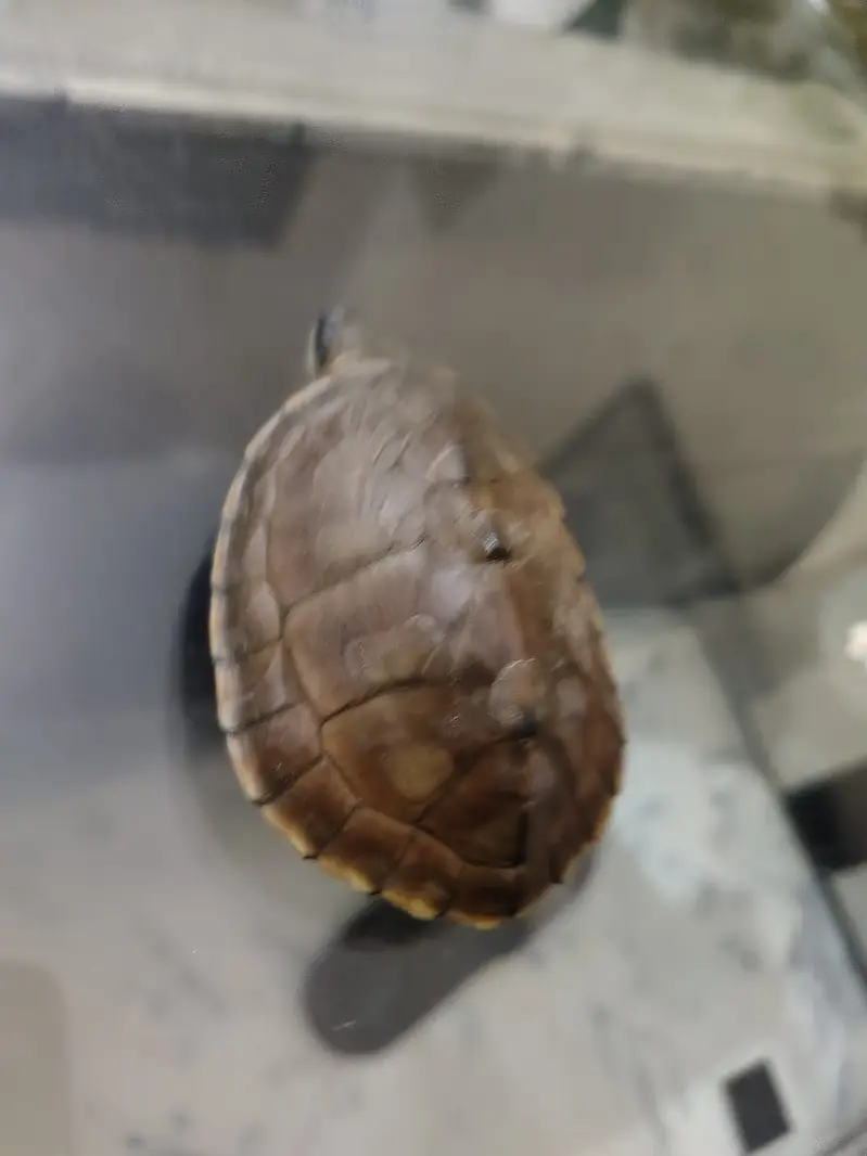 Turtle pair — photo 3
