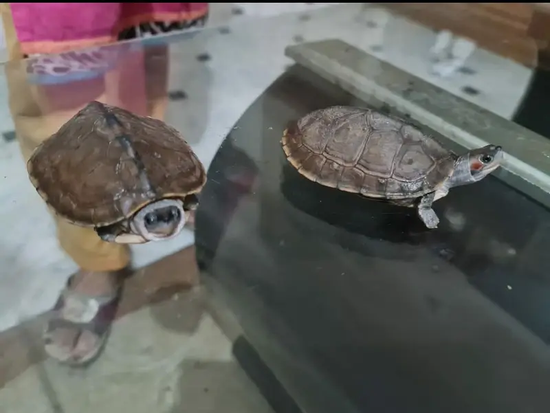 Turtle pair — photo 4