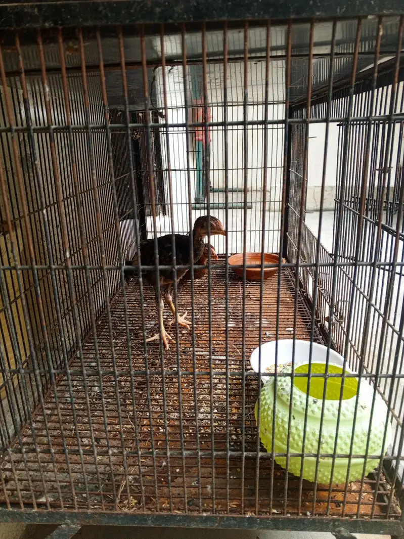 Loves Birds and Austrian and coptal with house — photo 2
