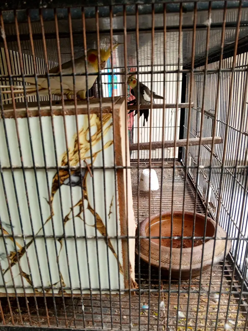Loves Birds and Austrian and coptal with house — photo 3