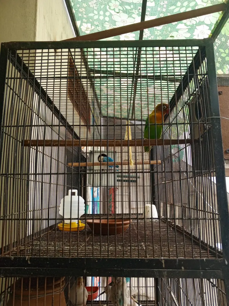 Loves Birds and Austrian and coptal with house — photo 4