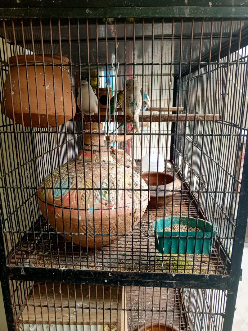 Loves Birds and Austrian and coptal with house — photo 5