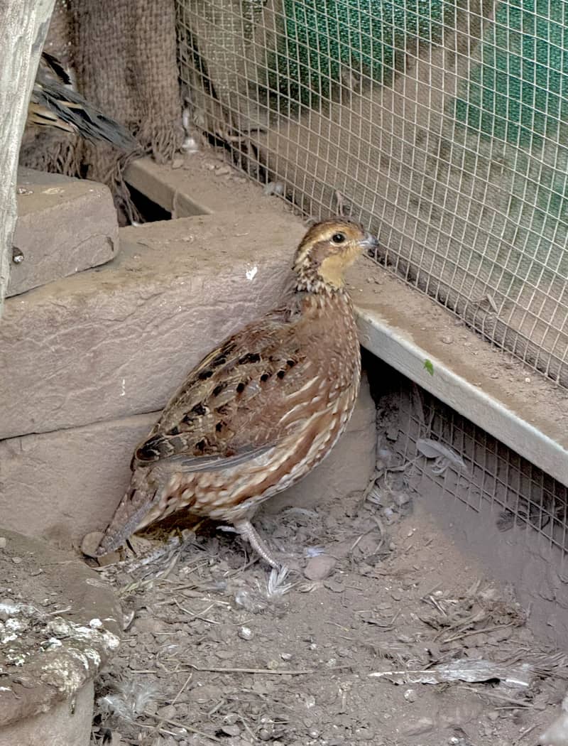 Quails Available 3