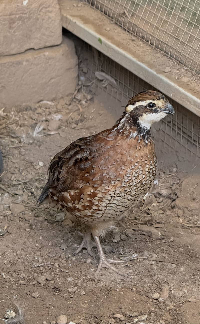 Quails Available 2