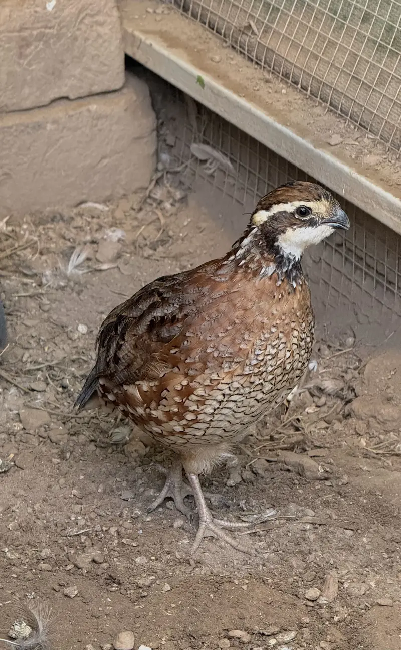 Quails Available — photo 3