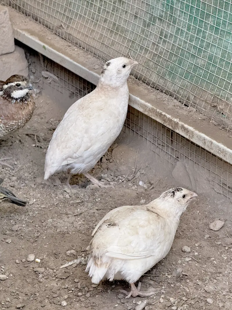 Quails Available — photo 5