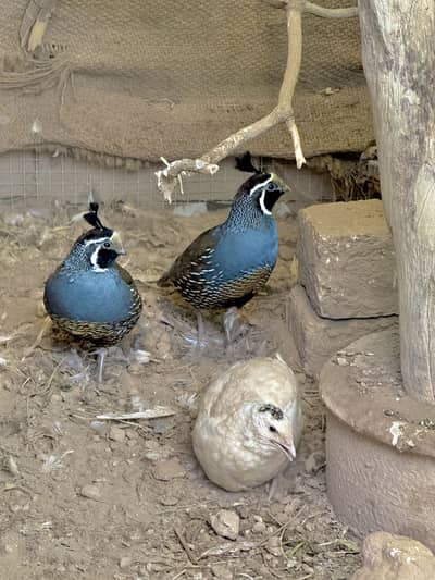 Quail Available