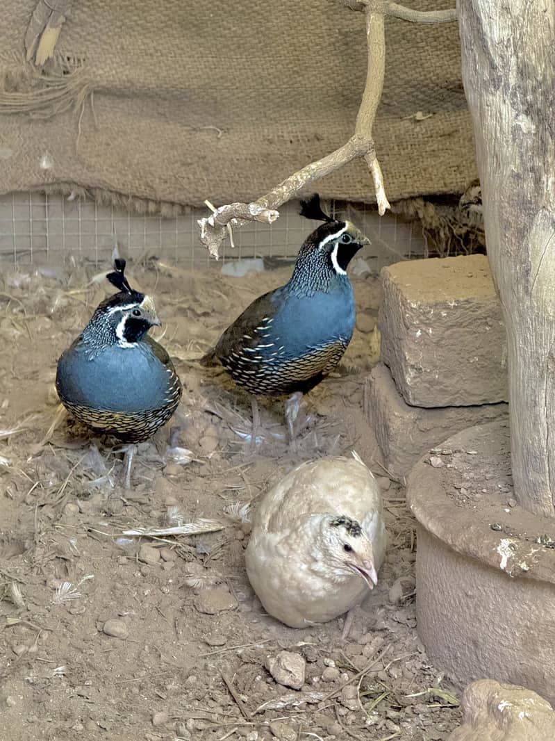 Quails Available 0