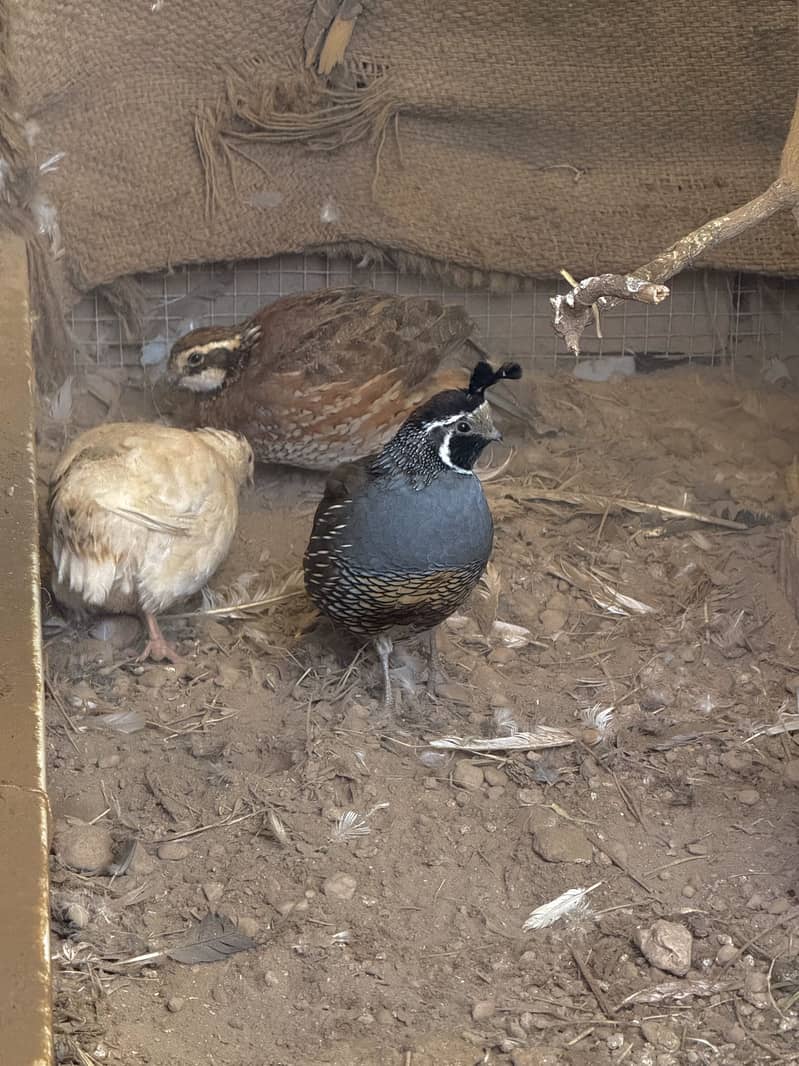 Quails Available 1