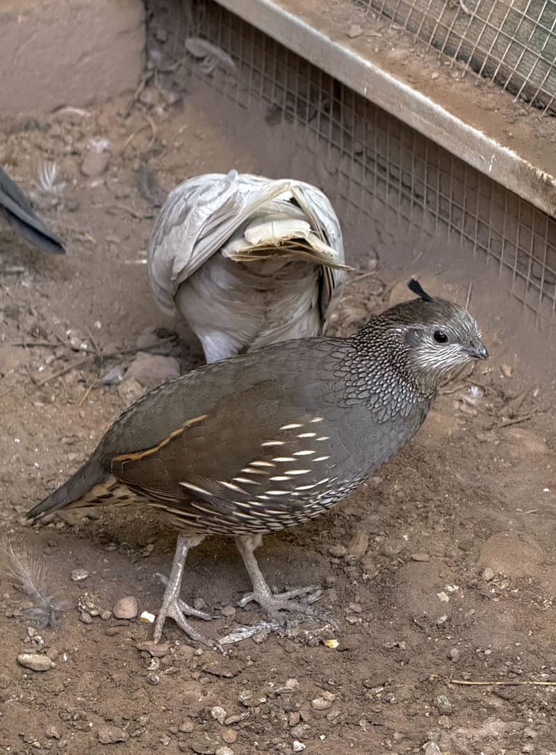 Quails Available 5