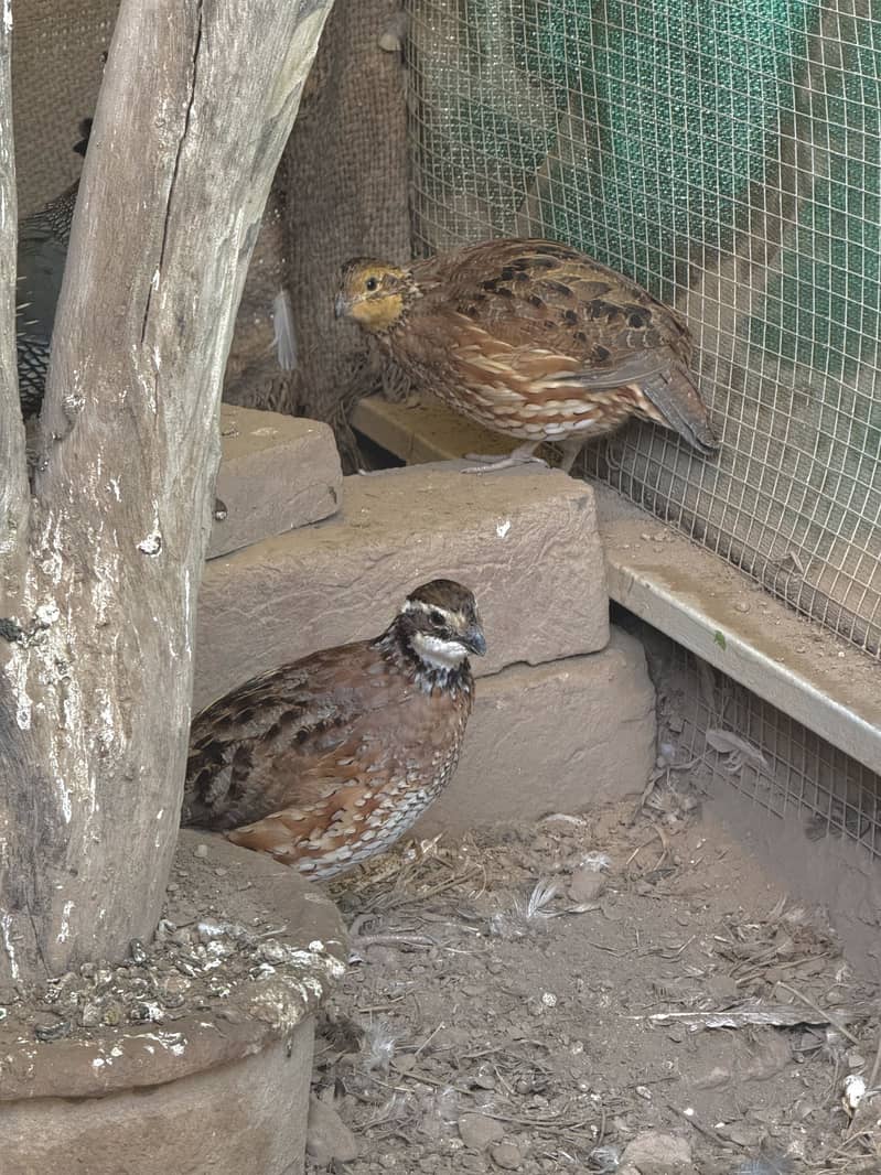 Quails Available 6