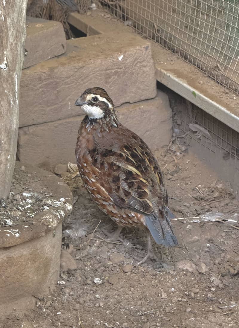 Quails Available 7
