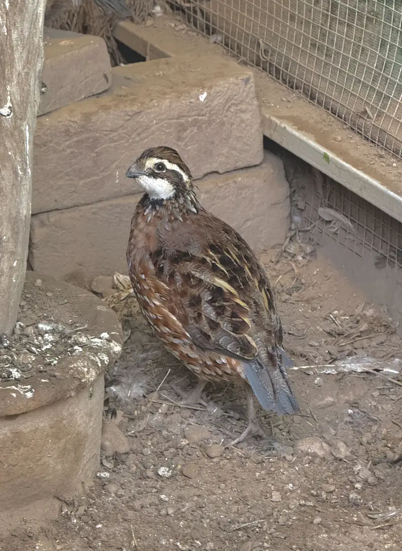 Quails Available — photo 8