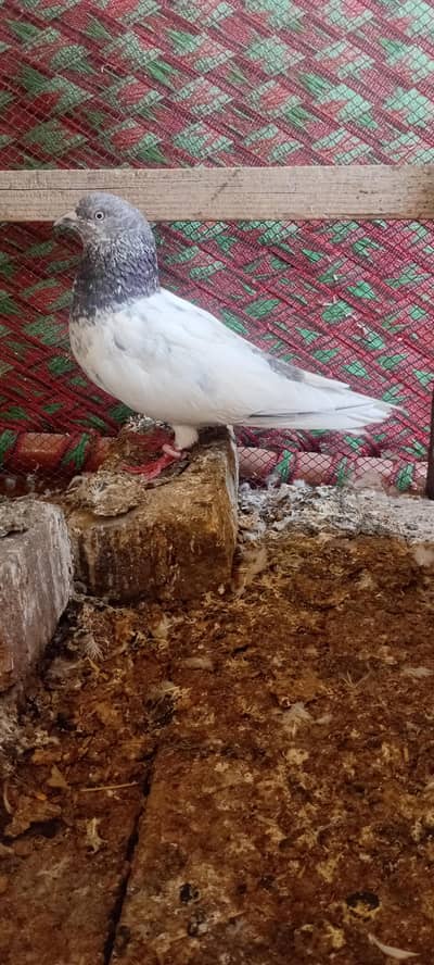 all breeder pegions for sail on 1000 rs per price