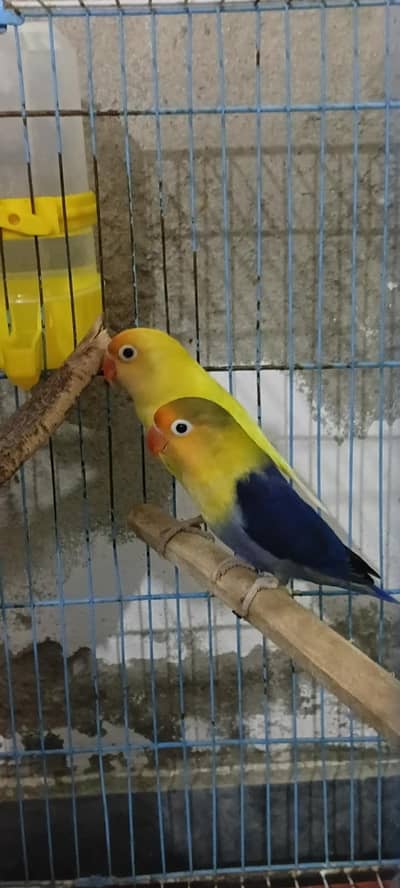 Healthy & Bonded Lovebird Pair (Active Breeding Age)