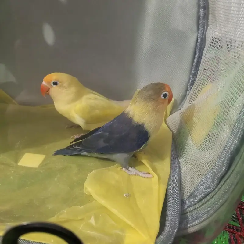 Healthy & Bonded Lovebird Pair (Active Breeding Age) — photo 2